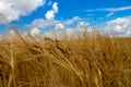 Rye field under the summer hot sun, ripe ears of rye Royalty Free Stock Photo