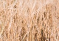 Rye field under the summer hot sun, ripe ears of rye Royalty Free Stock Photo