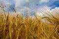 Rye field under the summer hot sun, ripe ears of rye Royalty Free Stock Photo