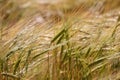 Rye field under the summer hot sun, ripe ears of rye. Royalty Free Stock Photo