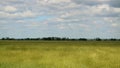 Rye field under wind whiff