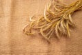 Rye field. Whole, barley, harvest wheat sprouts. Wheat grain ear or rye spike plant on linen texture or brown natural cotton Royalty Free Stock Photo