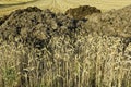 Rye fields and manure heaps Royalty Free Stock Photo