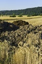 Rye fields and manure heaps Royalty Free Stock Photo