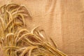 Rye grain. Whole, barley, harvest wheat sprouts. Wheat grain ear or rye spike plant on linen texture or brown natural cotton Royalty Free Stock Photo