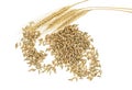 Rye grains and ears on white background Royalty Free Stock Photo