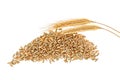 Rye grains and ears on white background, top view Royalty Free Stock Photo