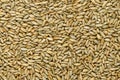 Rye grains, surface, from above Royalty Free Stock Photo