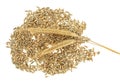 Rye grains and two spikelets on white background. Royalty Free Stock Photo