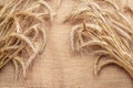 Rye grass. Whole, barley, harvest wheat sprouts. Wheat grain ear or rye spike plant on linen texture or brown natural Royalty Free Stock Photo