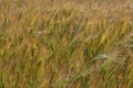 The rye green. Rye field under the summer hot sun, ripe ears of rye Royalty Free Stock Photo