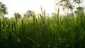 The rye growing in the field. crops of Rye or Secale cereale in the green ears phase. Wheat crop closeup Royalty Free Stock Photo