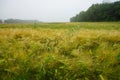 Rye growing on the fields, summer 2021