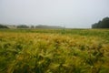 Rye growing on the fields, summer 2021