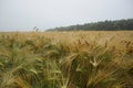 Rye growing on the fields, summer 2021