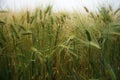 Rye growing on the fields, summer 2021