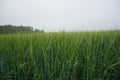 Rye growing on the fields, summer 2021