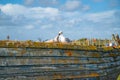 Rye Harbour, East Sussex, England. Old weathered boat sitting in the mud at low tide with seagull caring adult and juvenile