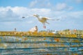 Rye Harbour, East Sussex, England. Old weathered boat sitting in the mud at low tide with seagull caring adult and juvenile