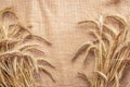 Rye isolated. Whole, barley, harvest wheat sprouts. Wheat grain ear or rye spike plant on linen texture or brown natural cotton Royalty Free Stock Photo