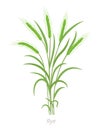 Rye plant. Bunch green grass. Secale cereale. Species of cereal grain. Cereal grain. Vector agricultural illustration