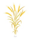 Rye plant. Bunch orange ripe and dry. Secale cereale. Species of cereal grain. Cereal grain. Vector agricultural