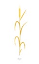 Rye plant. Orange ripe and dry. Secale cereale. Species of cereal grain. Cereal grain. Vector agricultural illustration