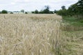 Rye ripened in the field. Rye is a grain plant. Crop of agricultural products. Royalty Free Stock Photo