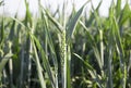 Rye spikelet on a green field, grain green manure and breeding culture, baking, close-up Royalty Free Stock Photo