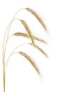 Rye spikelets isolated on white background. Natural dry rye ears Royalty Free Stock Photo