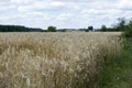 Rye spikelets ripened in the field. Agricultural grain plants Royalty Free Stock Photo