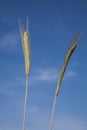 Rye, spikes, close-up against blue sky Royalty Free Stock Photo