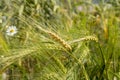 Rye spikes ripened with long spines. Seeds Secale cereale bluegrass cereal rye wheat. Ripe spike bent under the weight of the Royalty Free Stock Photo