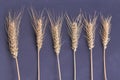 Rye wheat or barley spikeletes isolated on black background. Royalty Free Stock Photo