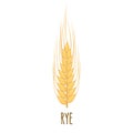 Rye or Wheat ear with grains isolated on white Royalty Free Stock Photo