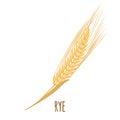 Rye or Wheat ear with grains isolated on white Royalty Free Stock Photo