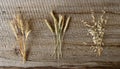 Rye, wheat, oats. Ripe spikelets on a wooden background.