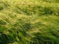 Rye in wind Royalty Free Stock Photo