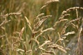 Ryegrass field on a sunny day. Royalty Free Stock Photo