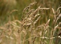 Ryegrass field on a sunny day. Royalty Free Stock Photo