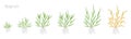 Ryegrass growth stages. Fescue grass family poaceae. Lolium. Grasses for lawns, and as grazing and hay. Ripening period Royalty Free Stock Photo