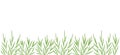 Ryegrass plant green field. Horizontal banner. Fescue grass family poaceae. Lolium. Place for text. Copy space Royalty Free Stock Photo