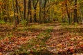 Ryerson Woods in the Fall Royalty Free Stock Photo