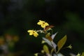 Rysimachia ciliata `Firecracker` Royalty Free Stock Photo