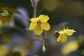 Rysimachia ciliata `Firecracker` Royalty Free Stock Photo