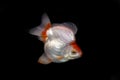 Ryukin Golden fish on Black Background Royalty Free Stock Photo