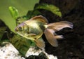 Ryukin goldfish, Carassius auratus in aquarium Royalty Free Stock Photo