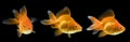 Ryukin Goldfish Series Royalty Free Stock Photo