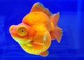 Ryukin Yellow Goldfish Royalty Free Stock Photo