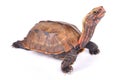 Ryukyu Black-breasted Leaf Turtle, Geoemyda japonica Royalty Free Stock Photo